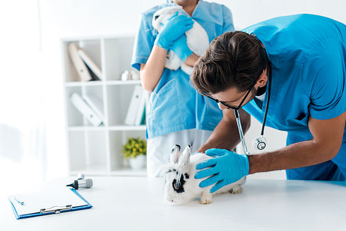 young veterinarians examining two adorable rabbits in clinic