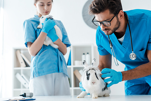 young veterinarians examining two adorable rabbits in clinic