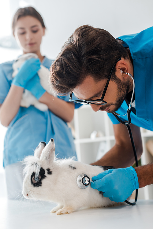 attentive veterinarian examining cute spotted rabbit with stethoscope near colleague