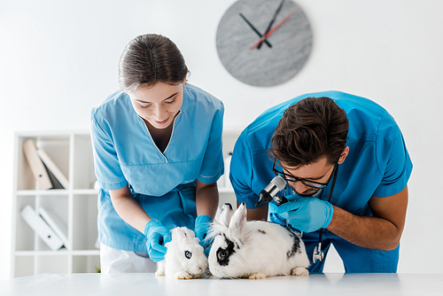 young, attentive veterinarians examining two cute rabbits with otoscope