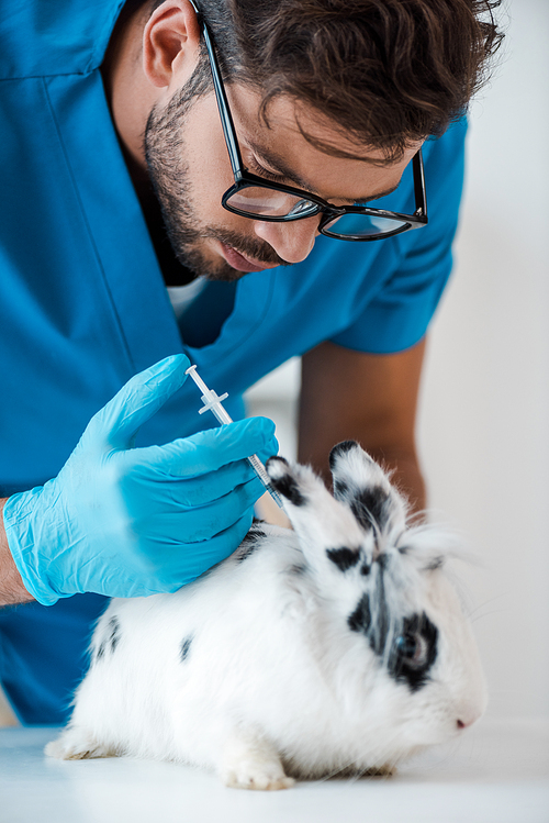 young veterinarian making vaccination of cute spotted rabbit