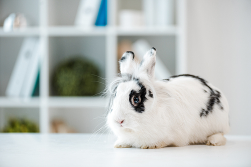 adorable, fluffy, spotted rabbit on table in veterinary clinic