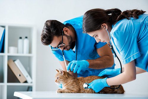 two young veterinarians examining red cat with stethoscopes