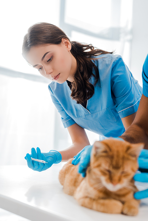 selective focus of attentive veterinarian making injection to red cat