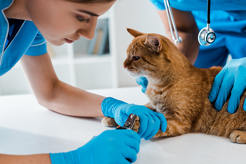 partial view of veterinarian holding red cat while colleague cutting claws