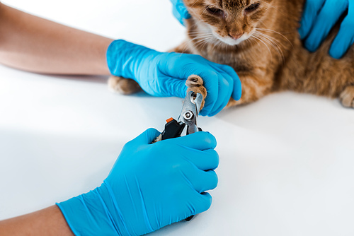 partial view of veterinarian holding red cat while colleague cutting claws