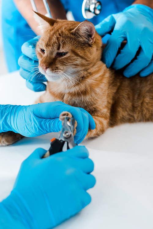 cropped view of veterinarian holding red cat while colleague cutting claws