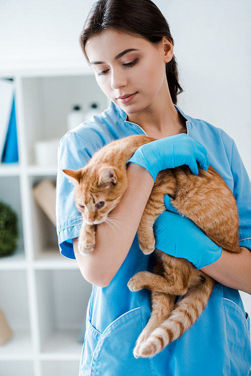 young, pretty veterinarian holding cute red cat on hands