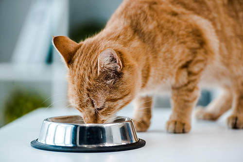 cute red tabby cat drinking from metal bowl in veterinary clinic