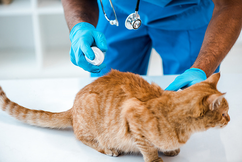 cropped view of veterinarian applying medicine on back of red tabby cat