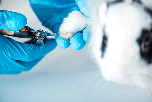 cropped view of veterinarian in cutting claws of cute rabbit with claw cutter