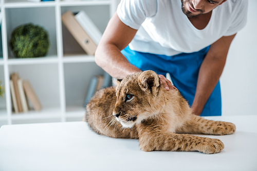 cropped view of veterinarian touching adorable lion cub lying on table