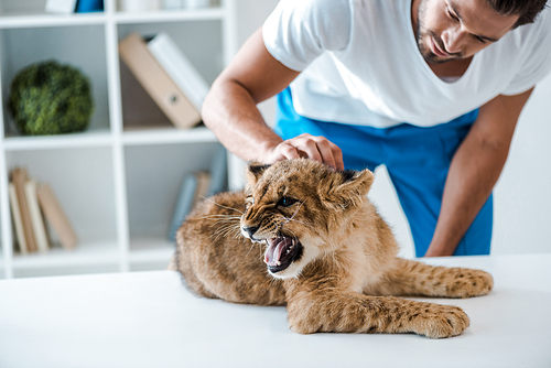 young veterinarian examining adorable lion cub growling on table