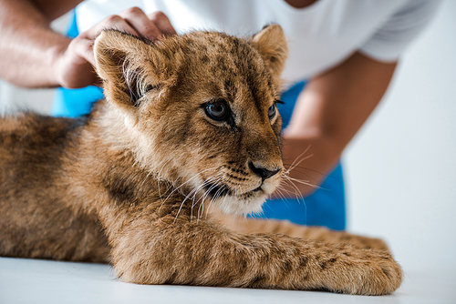 cropped view of veterinarian examining adorable lion cub in clinic