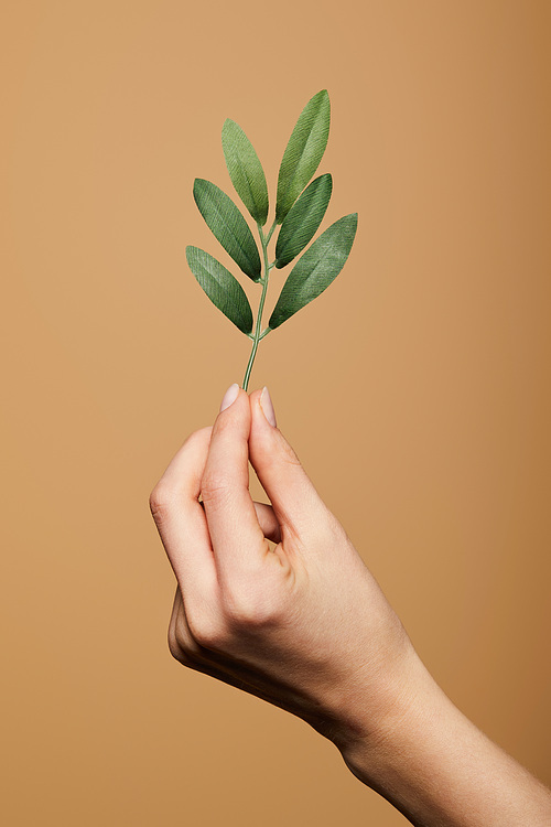 cropped view of woman holding green plant isolated on beige