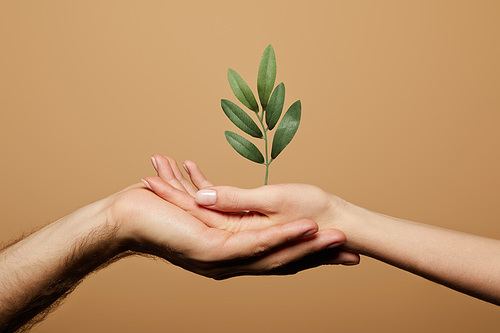 cropped view of man and woman holding green plant isolated on beige