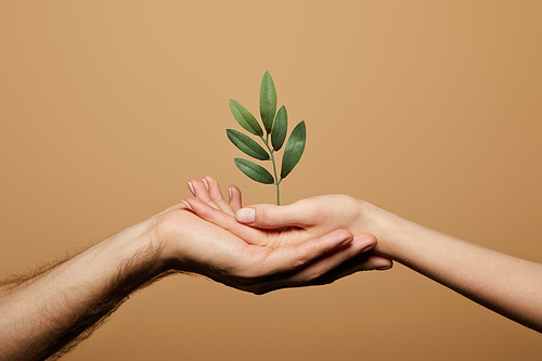 cropped view of man and woman holding green plant isolated on beige