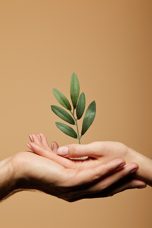 cropped view of man and woman holding green plant isolated on beige