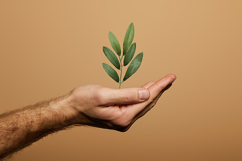 cropped view of man holding green plant isolated on beige