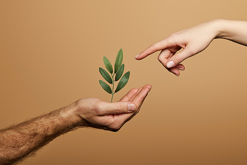 cropped view of woman pointing with finger at green plant in man hand isolated on beige