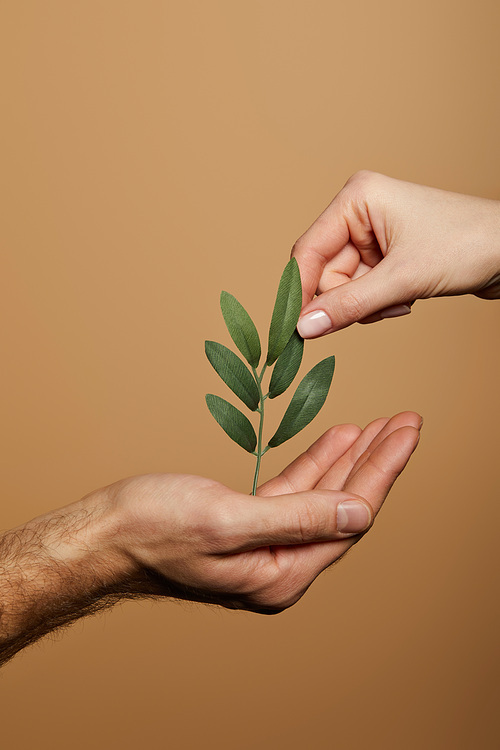 cropped view of man and woman holding green plant isolated on beige