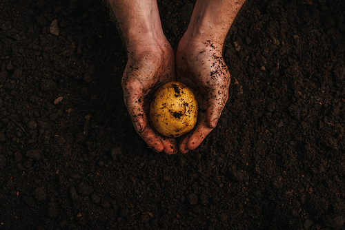 partial view of dirty farmer holding ripe potato in ground