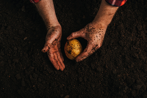 partial view of dirty farmer holding ripe potato in ground