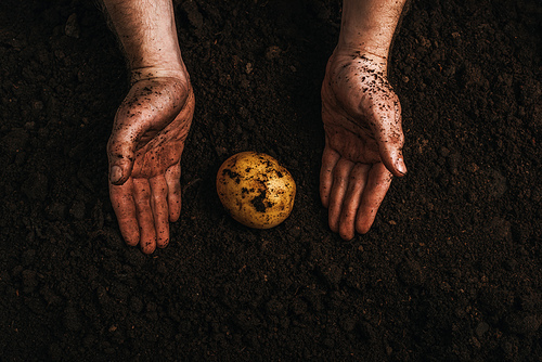 partial view of dirty farmer near ripe natural potato in ground