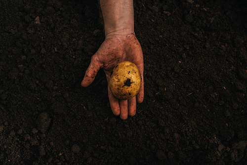 partial view of dirty farmer holding ripe natural potato in ground