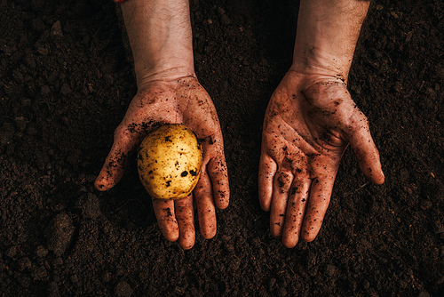 cropped view of farmer holding ripe natural potato in ground