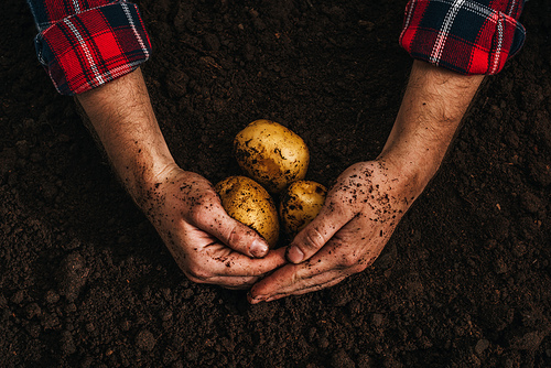 cropped view of farmer holding ripe natural potatoes in ground