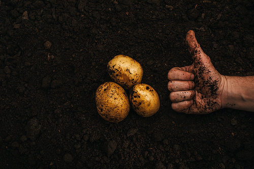 cropped view of farmer showing thumb up near ripe natural potatoes in ground