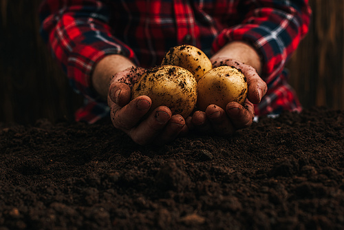 cropped view of farmer holding dirty natural potatoes near ground