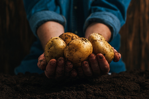 cropped view of farmer holding dirty natural potatoes near ground