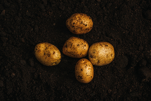 top view of ripe natural potatoes in ground