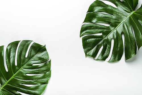 top view of green palm leaves on white background