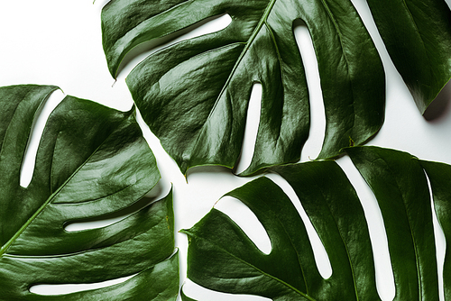 top view of green palm leaves on white background