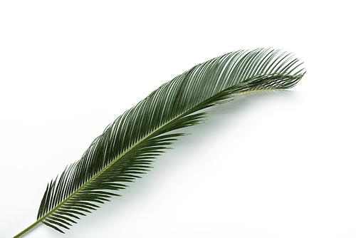 top view of green palm leaf on white background