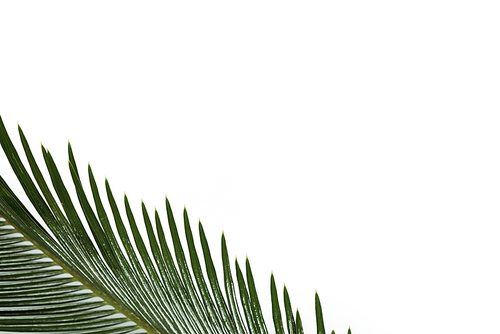 top view of green palm leaf isolated on white