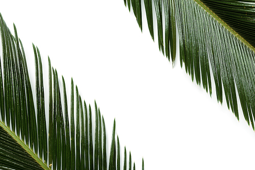 top view of green palm leaves isolated on white