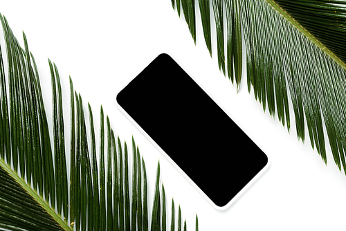 top view of green palm leaves and smartphone isolated on white