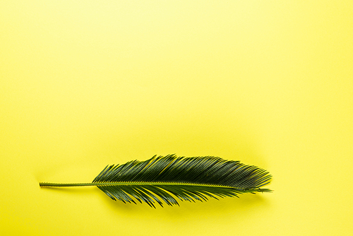 top view of green palm leaf on yellow background