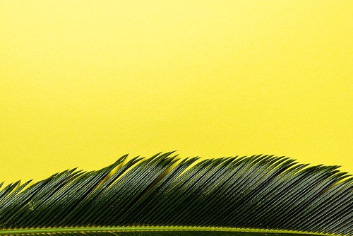 top view of green palm leaf isolated on yellow background