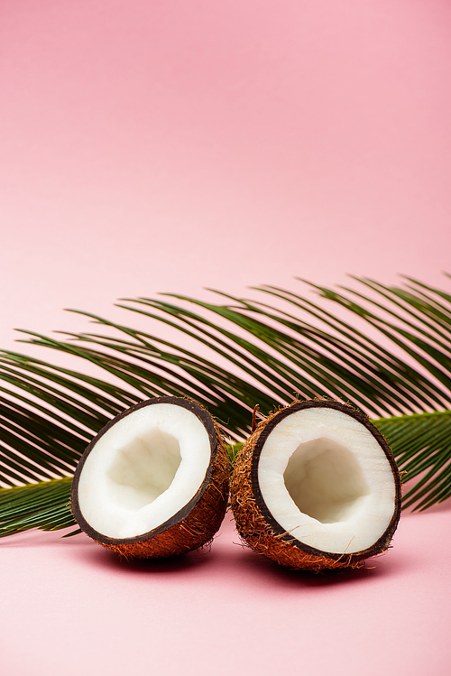 green palm leaf and fresh coconut halves on pink background