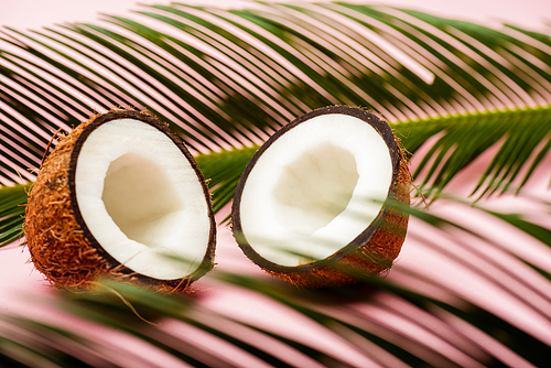 selective focus of green palm leaves and fresh coconut halves on pink background