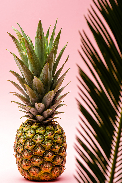 selective focus of green palm leaf and fresh pineapple on pink background