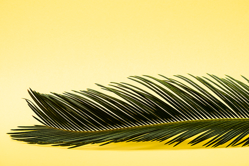 green palm leaf on yellow background