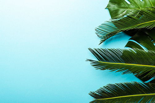 top view of green palm leaves on blue background