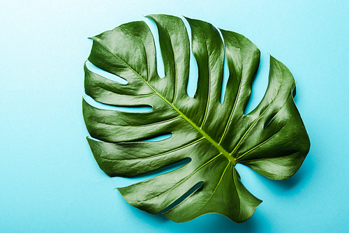 top view of green palm leaf on blue background