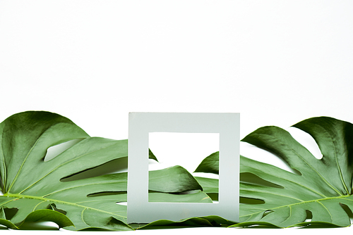 square empty frame on green palm leaves on white background